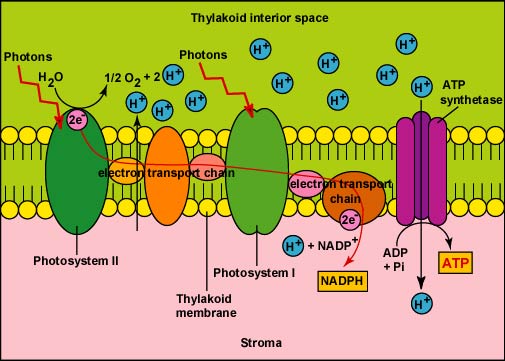 <p>The electron transport chain is how electrons come from light energy to making ATP and NADPH</p><p>-After Light dependent reactions, Hydrogen atoms go through the <strong>ATP synthase </strong>protein that acts as a generator to add phosphate to ADP, creating ATP</p>