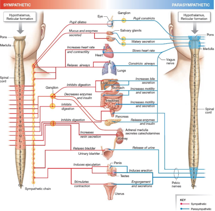 <p>Rest-and-digest, homeostasis.</p>