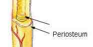 <p>Outer surface of the entire bone, point of attachment for tendons and ligaments</p>
