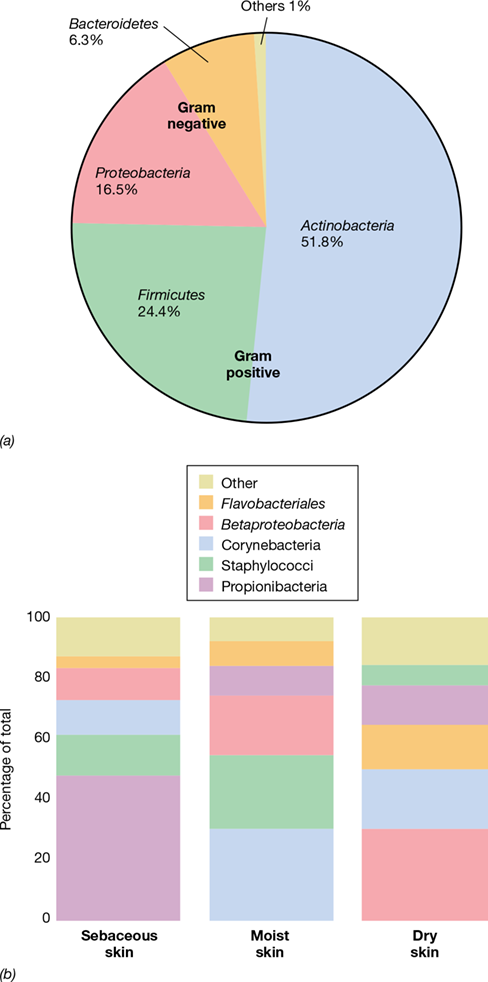 <p>inhospitable environment, both transient and resident, influenced by environment and host factors, cause acne and body odor</p>