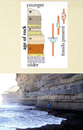 <ul><li><p>studied paleontology</p></li><li><p>gave rise to the idea that each stratum had a unique group of fossils</p></li><li><p>fossils in the lower stratum where less similar to living species</p></li><li><p>fossils higher up are more similar to current animals</p></li></ul><p></p>