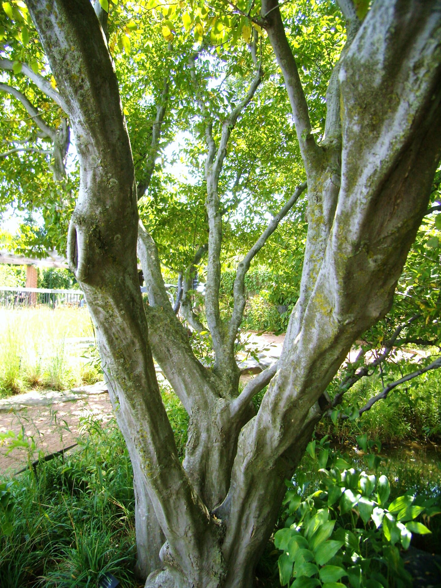 term image