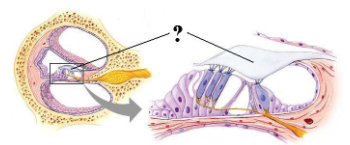 <p><span>Identify the indicated structure.</span></p>