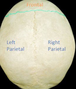 <p>the suture between the parietal and frontal bones</p>