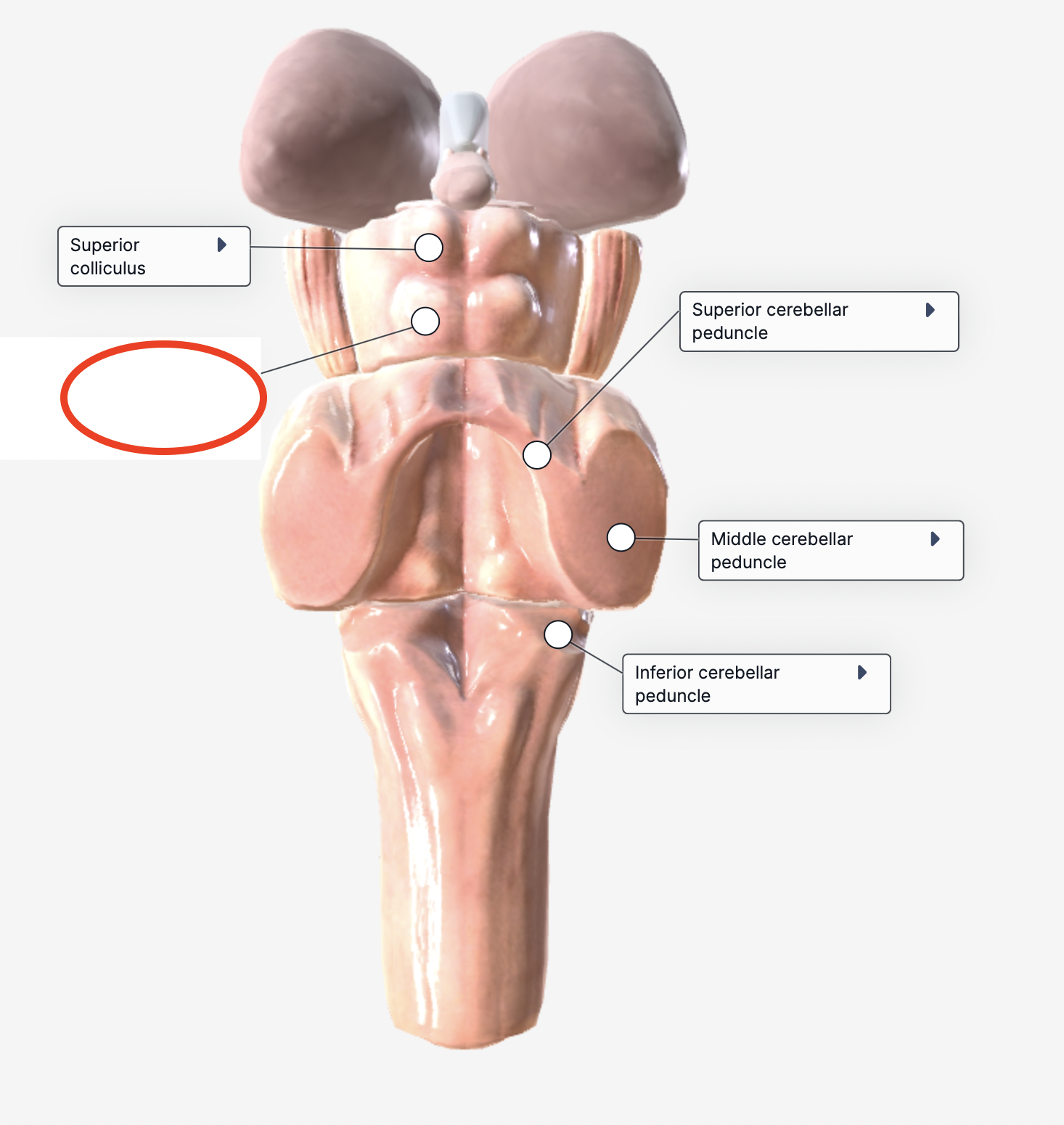 <p>inferior colliculi </p>
