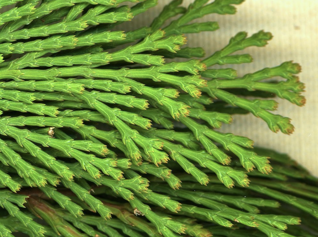 <p>identify by leaves</p>