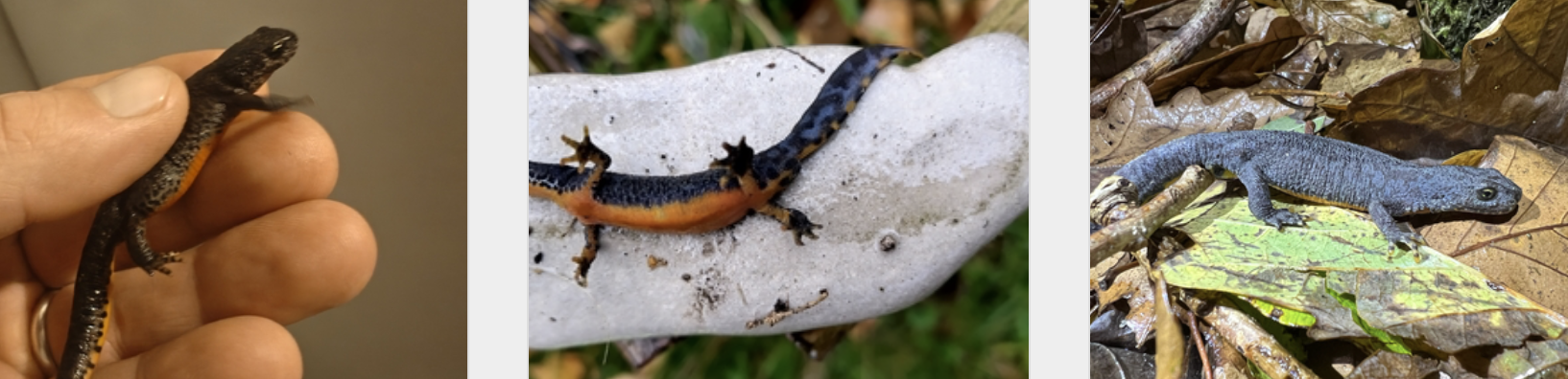 <p>Traszka górska</p>