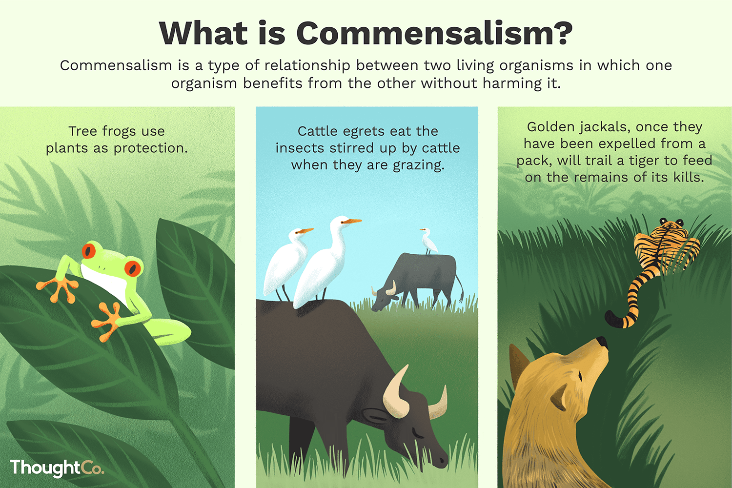 <p><span>one species (the commensal) benefits from another species (the host) without causing harm to the host. The commensal may receive food, water, shelter, or transportation from the host.</span></p>