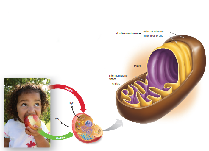 Cellular respiration.
