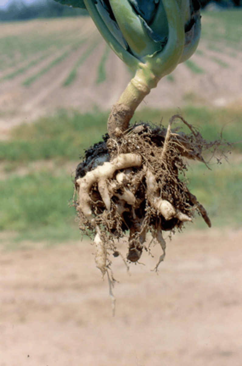 <p>a funguslike group of organisms, sometimes called the endoparasitic slime molds, characterized by the production of zoospores and plasmodia that are restricted to the cells of their host;</p><p>associated with clubroots</p>