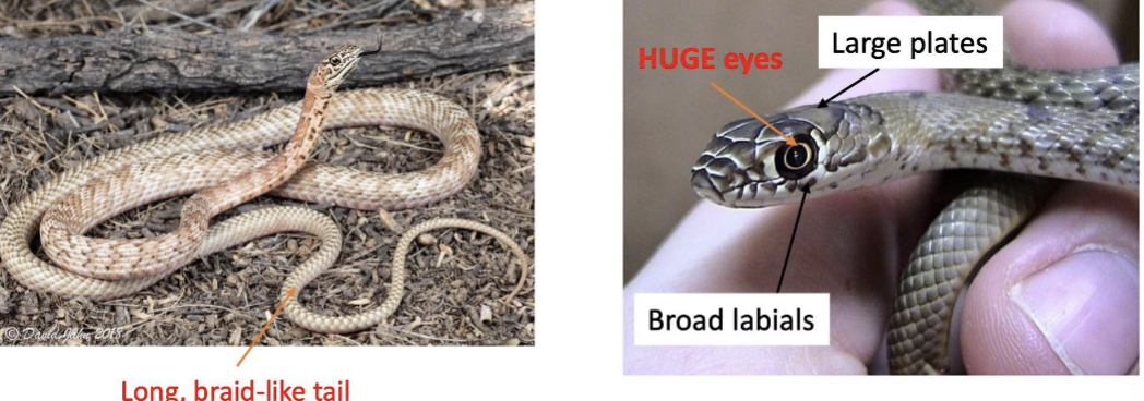 <p>CO species (3): C. constrictor, C. flagellum, C. taeniatus</p><ul><li><p>angular head, distinct supraocular scale, large head plates, long tail and body</p></li><li><p>anal scale divided</p></li><li><p>many have smooth scales &amp; some keeled</p></li><li><p>distinct supraocular, broad labial scales</p></li><li><p>long braid like tail</p></li></ul>