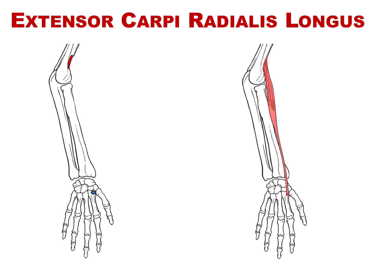 <p>Nerve Supply of Extensor Carpi Radialis Longus</p>