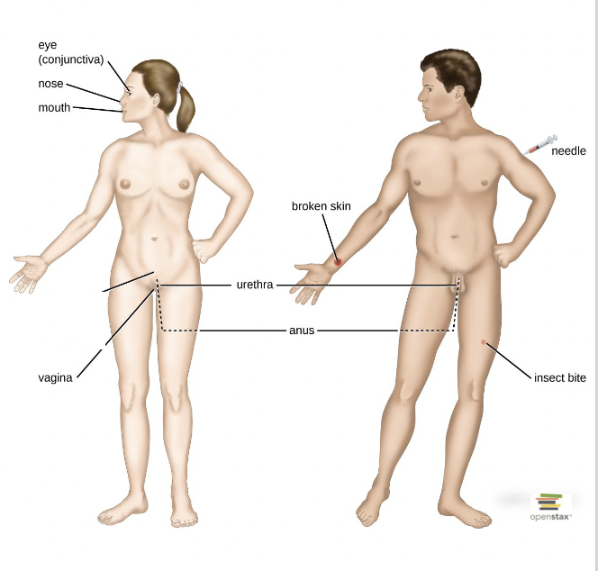 knowt flashcard image