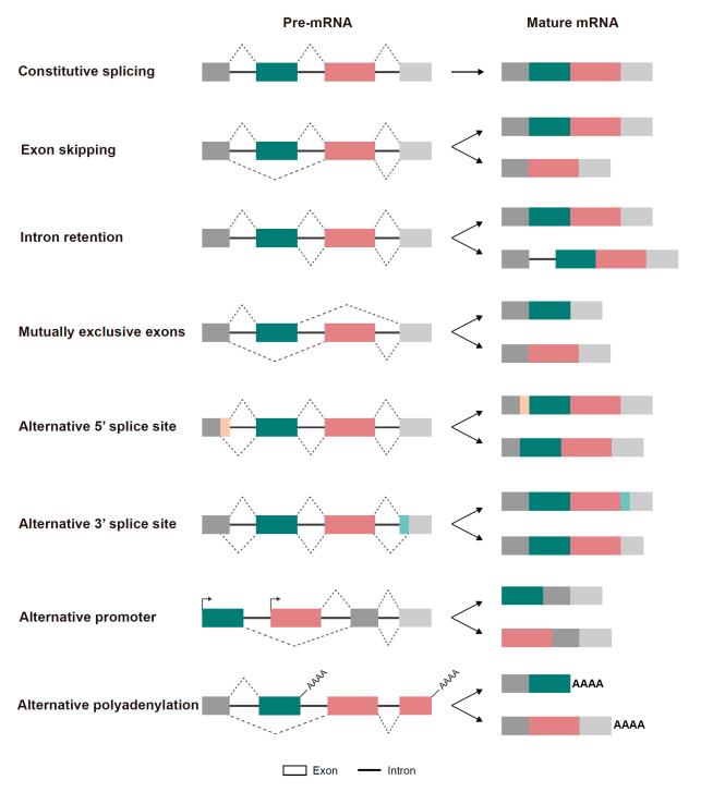 <p>It allows the synthesis of different proteins form the same gene, as it keeps or changes different exons of the gene.</p>