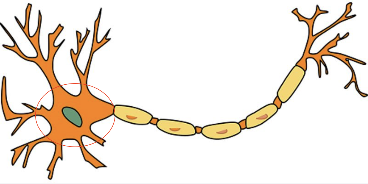 <p>The core section of the neuron that contains <span>genetic information, maintains the neuron's structure, and provides energy to drive activities</span></p>