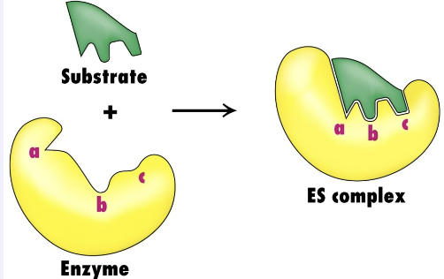 <p>The induced fit hypothesis states that when a substrate binds to an enzyme, the enzyme’s active site changes shape slightly to fit the substrate more snugly. This flexibility positions key amino acids for catalysis, lowers the activation energy, and makes the reaction more efficient. This is more accurate than lock and key.</p>