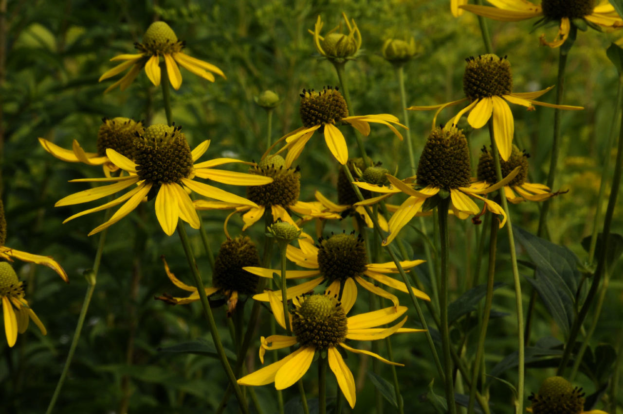 <p>Syyspäivänhattu</p>