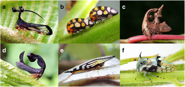 <ul><li><p>Hoppers </p></li><li><p>Short mouthparts that appear to emerge from posterior-ventral part of head</p></li><li><p>Many adapted to hopping (predator escape mechanism)</p></li><li><p>Some produce sound</p></li><li><p>Many are disease vectors</p></li><li><p>All herbivorous</p></li></ul><p></p>