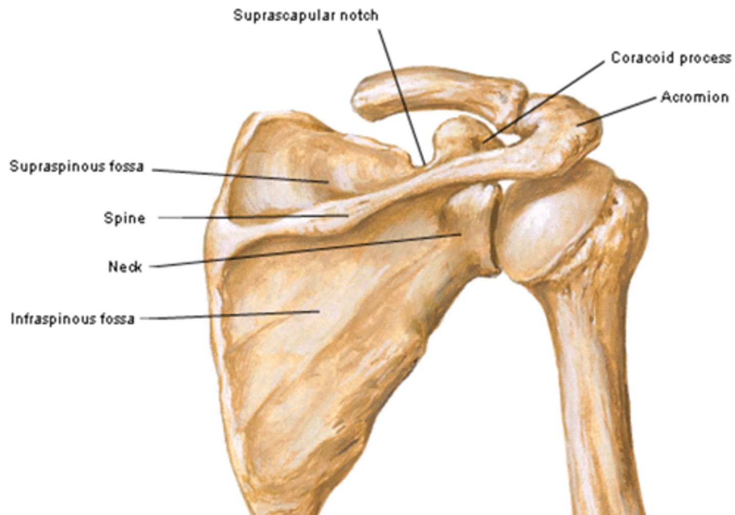 <p>Is concave and contains </p><p>Subscapular fossa: occupies most of the costal surface</p>