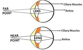 <p>(binocular cues)</p><ul><li><p><span>when the retina is focusing on an image and the convexity of ciliary muscles change, allowing us to decipher approximate distance</span></p><ul><li><p><span>if the convexity is more, the object is closer and vice versa</span></p></li></ul></li></ul>