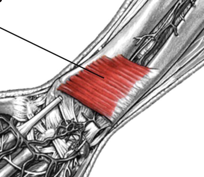 <p>Which muscle of the forearm is:</p><ul><li><p>Located on anterior wrist, square-shaped, proximal to carpals</p></li><li><p>Action: pronates forearm</p></li><li><p>Nerve: median</p></li></ul><p></p>