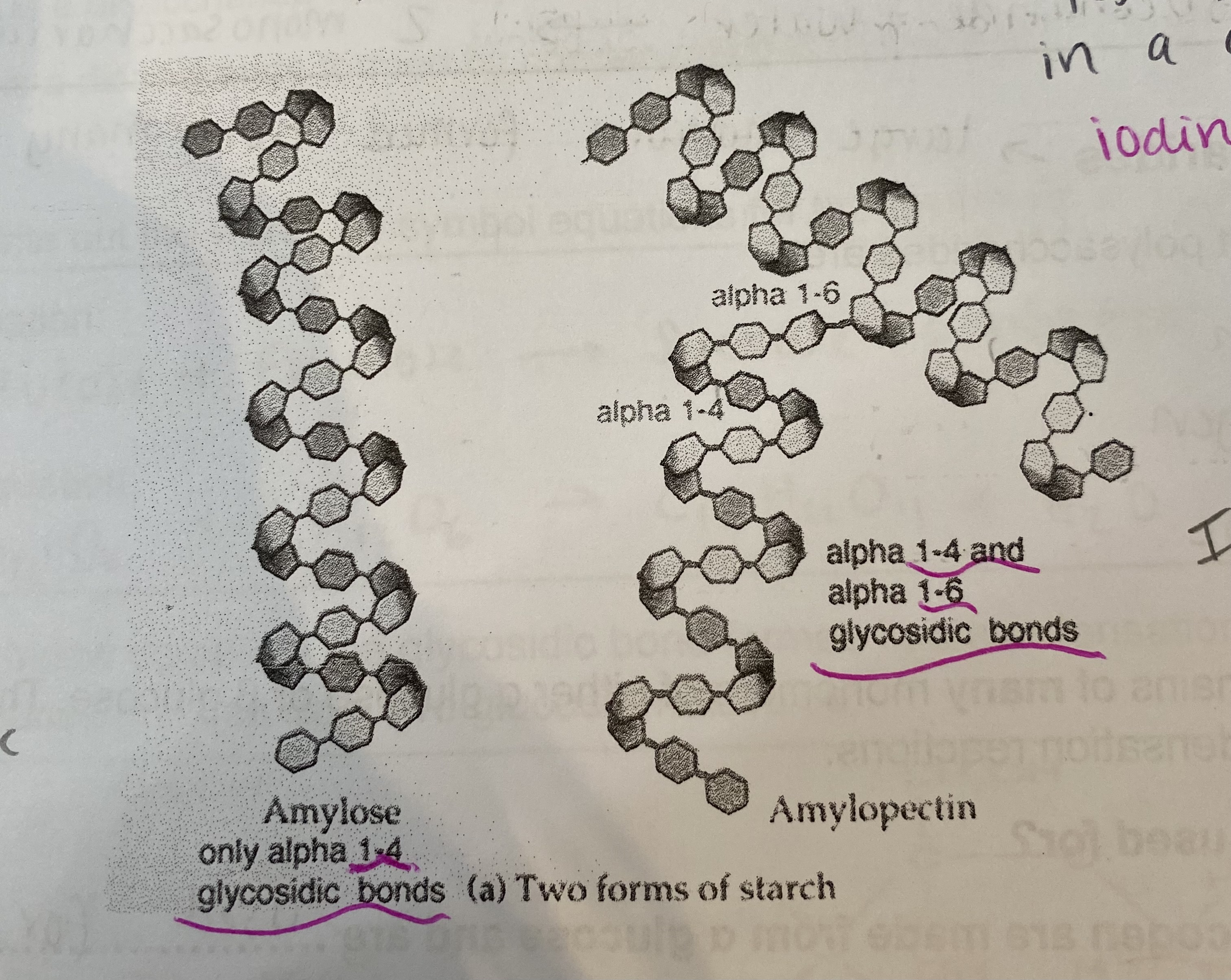 <p><strong><em>Amylose:</em></strong></p><p>1-4 glycosidic bonds, helical chain, unbranched</p><p></p><p><strong><em>Amylopectin:</em></strong></p><p>1-4 and 1-6 glycosidic bonds, branched </p>