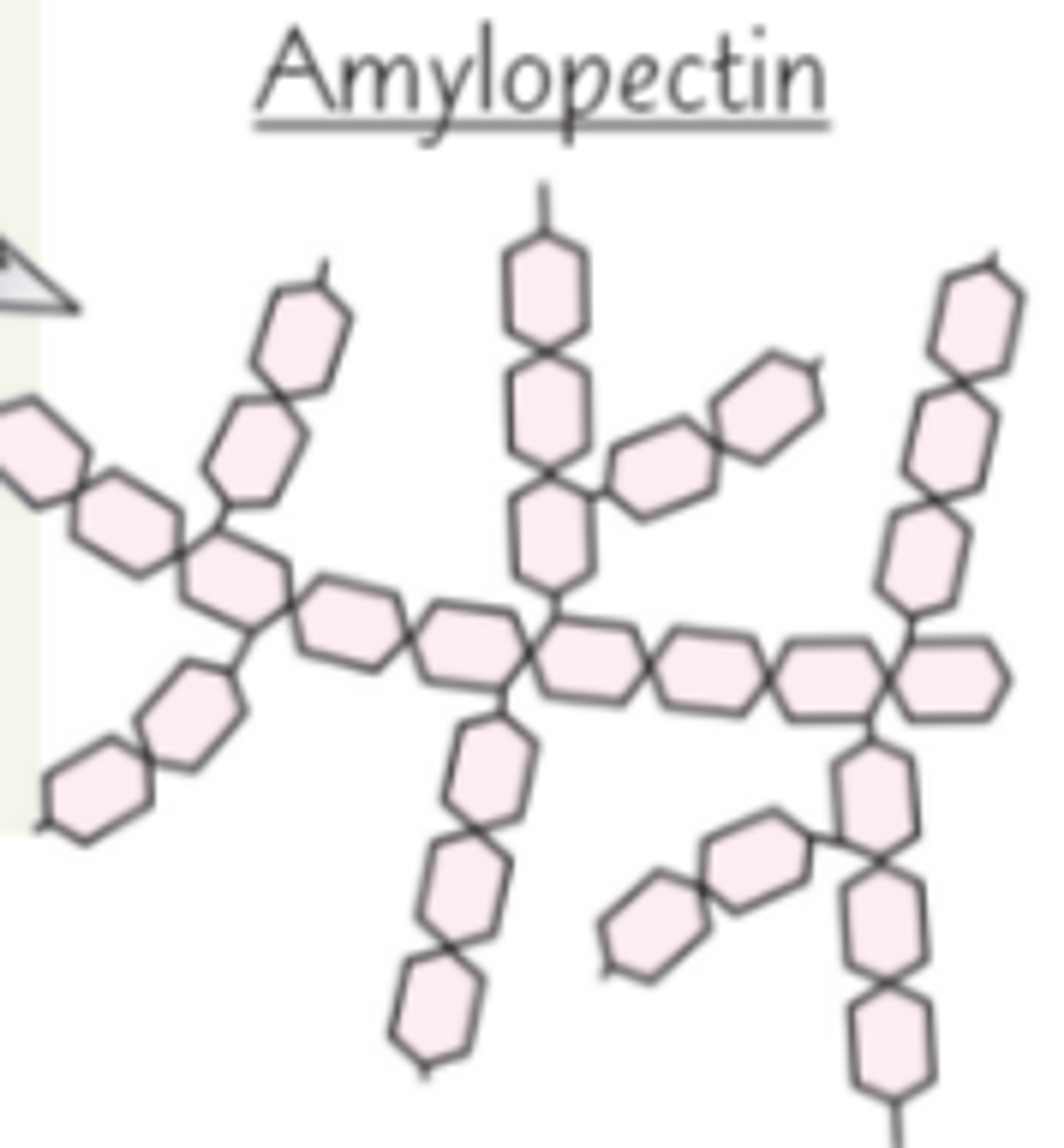 <p>A long, branched chain of alpha glucose molecules joined by 1, 4 and 1, 6 glycosidic bonds</p>