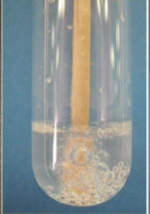 <p>Is this a positive or negative catalase test?</p>