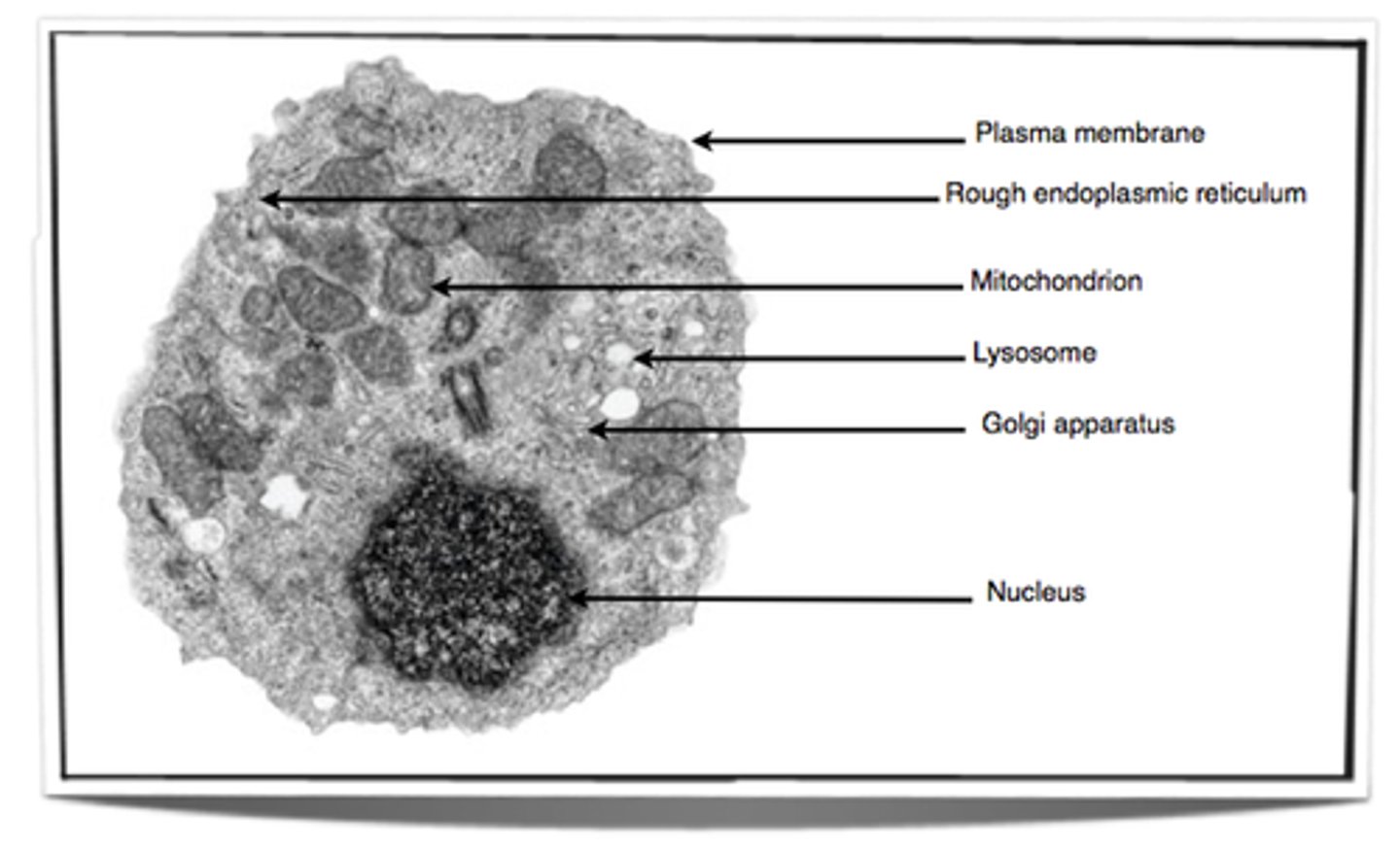 <p>- eukaryotic (the actual image is a plant cell) because presence of nucleus<br> - ribosome(dosent matter if not on there )) not real image<br> - chloroplast, mitochondria</p>