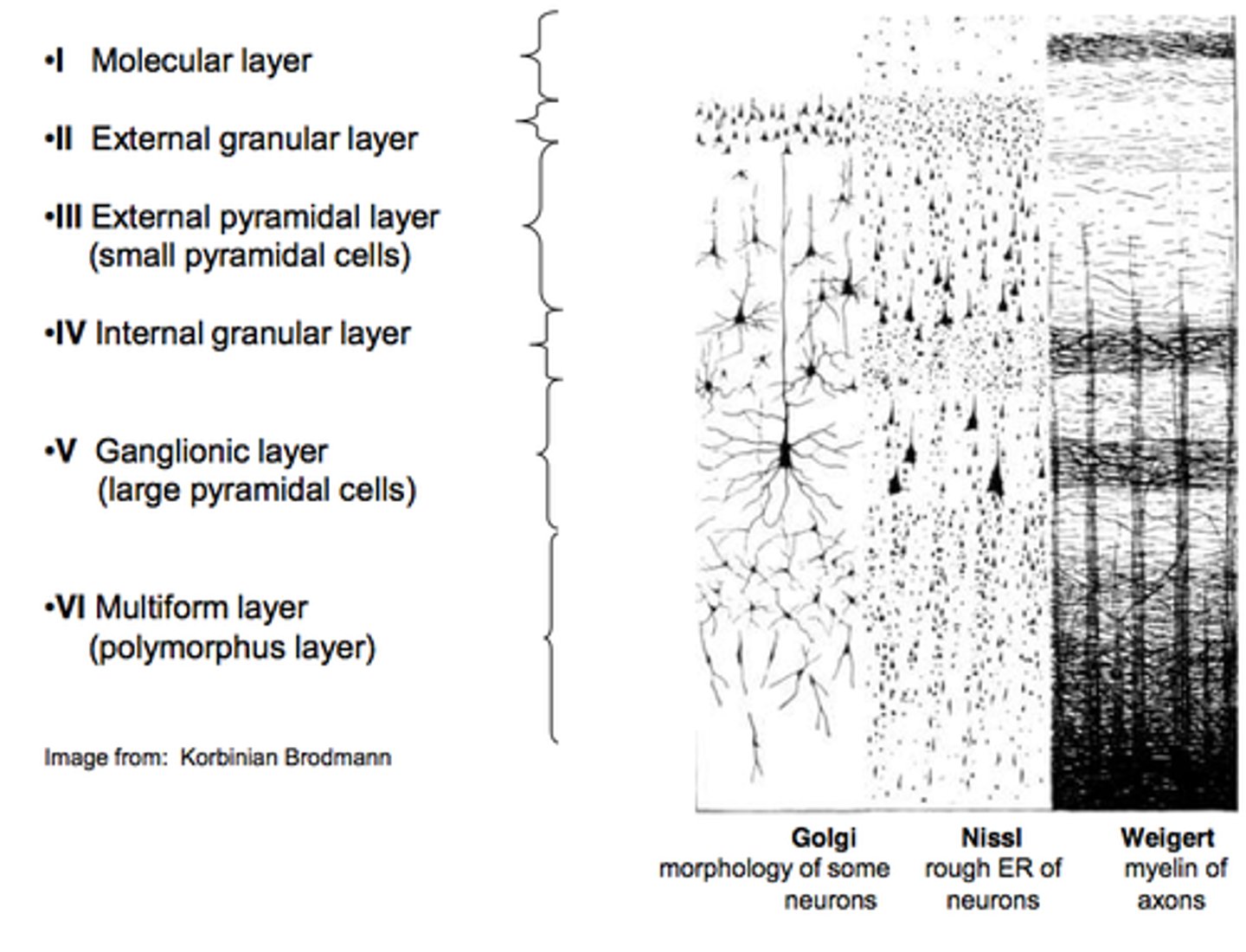 <p>more distant parts</p><p>V - brainstem and spinal cord</p><p>VI - thalamus</p>