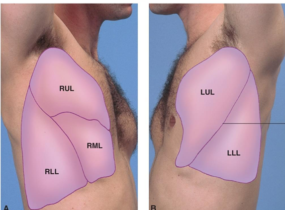 <p><span>Lateral Lung Fields</span></p>