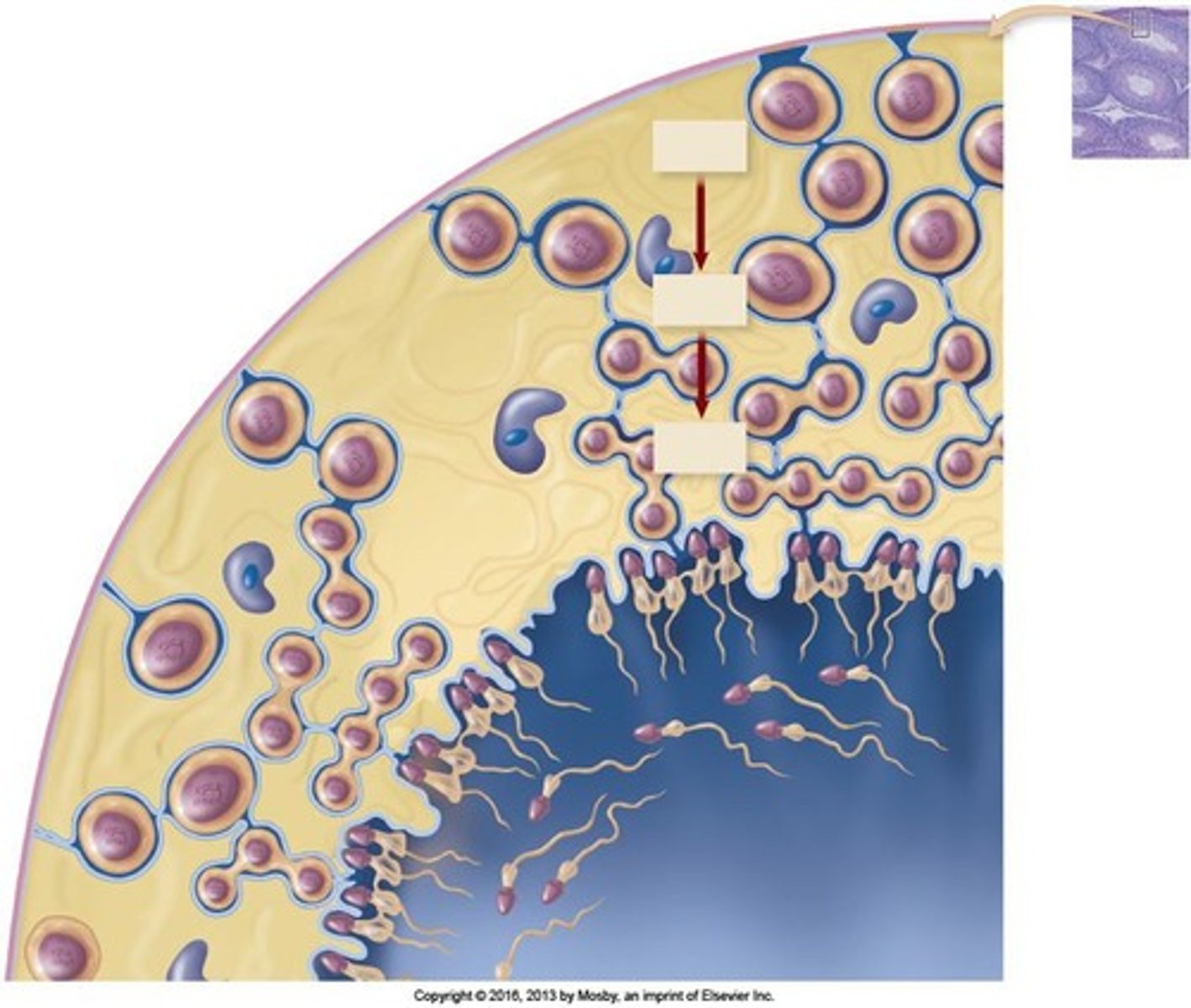 <p>The accessory glands include the seminal vesicles, prostate, and bulbo-urethral glands.</p>