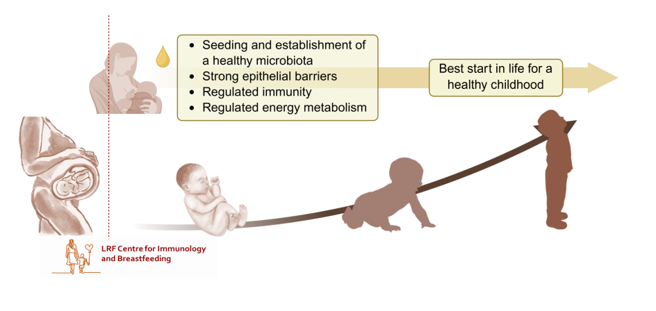 <p>- Seeding and establishment of a healthy microbiota</p><p>- Strong epithelial barriers</p><p>- Regulated immunity</p><p>- Regulated energy metabolism</p><p>.</p><p>ALL OF THESE give the best start in life for a healthy childhood</p>