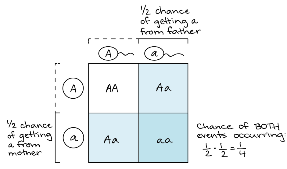 <p><span style="font-size: inherit; font-family: inherit">For independent events X and Y, the probability (P) of them both occurring (X </span><em>and</em><span> Y) is </span><span style="font-size: inherit; font-family: inherit">P(X) * P(Y), both events occuring</span></p><p><span style="font-size: inherit; font-family: inherit">Ex: Cross between two heterozygous individuals, what is the chance of getting an ‘aa’ individual in the next generation?</span></p><p><span style="font-size: inherit; font-family: inherit">= </span><span>(probability of mother contributing </span><em>a</em><span>) x (probability of father contributing </span><em>a</em><span>) = </span><span style="font-size: inherit; font-family: inherit">(1/2)*(1/2) = 1/4</span><span>.</span></p>