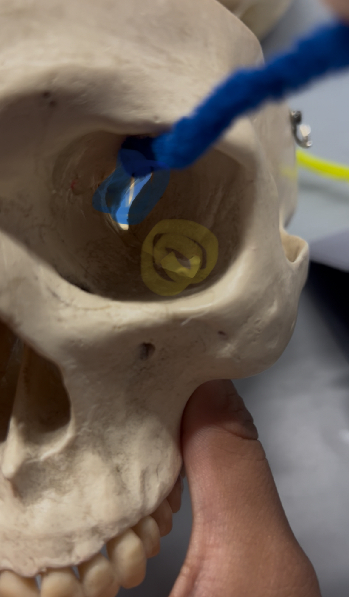 <p>What foramina is labeled by the blue and yellow pipes? What bones are the located? Also, which if any cranial nerves pass through there?</p>