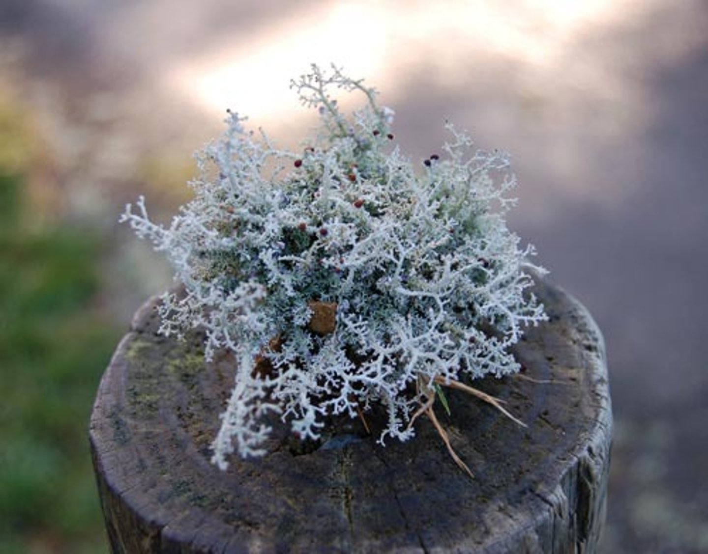 <p>shrub-like/hairy lichen</p>