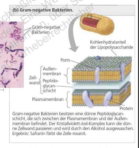 <p>Gram-negative Bakterien haben</p>