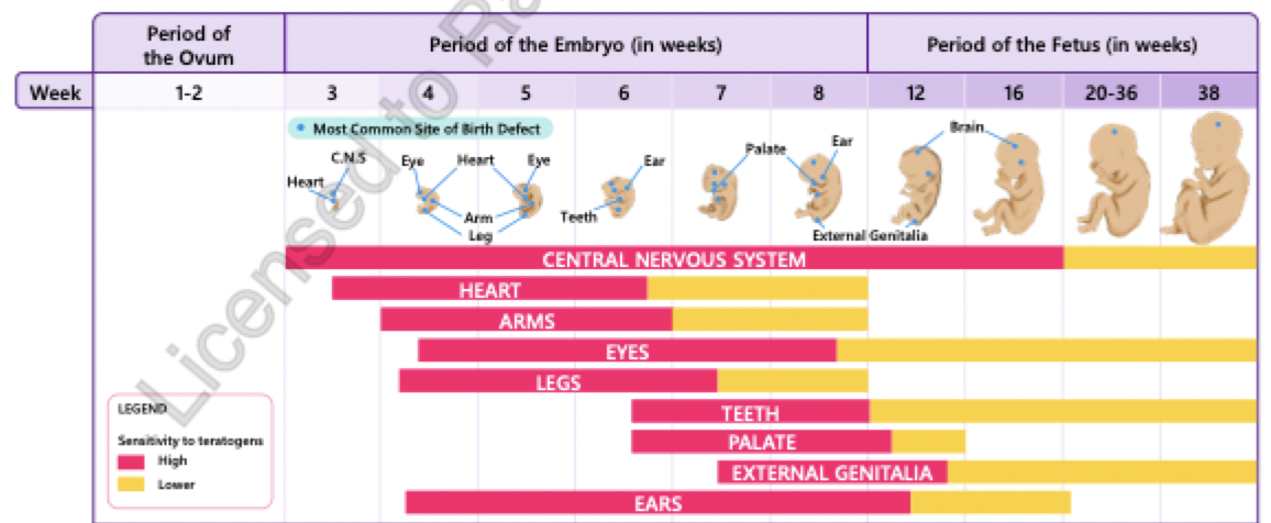 <ul><li><p><strong>greatest period of sensitvity to <u>teratogens</u></strong> is <strong><u>during organogenesis</u></strong> which lasts <strong>6 weeks</strong></p><ul><li><p>really critical phase is when organs develop = between 6-8 weeks = 1st trimester!</p></li></ul></li><li><p>teratogens during fetal period = more likely to cause problems with organ function or stunt growth rather than causing structural damage </p></li><li><p><span>3 trimesters:</span></p><ul><li><p><span><strong>1st = very critical about the medications</strong></span></p><ul><li><p><span>0-12 weeks</span></p></li></ul></li><li><p><span>2nd = golden phase = pts have less sx and more safe bc critical period has passed</span></p><ul><li><p><span>13-27 weeks</span></p></li></ul></li><li><p><span>3rd =</span></p><ul><li><p><span>27/28 weeks - term (38/39 weeks)</span></p></li></ul></li></ul></li></ul><p></p>