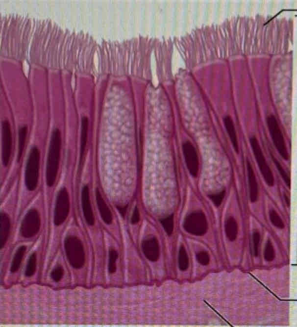 <p>What tissue is this?</p>