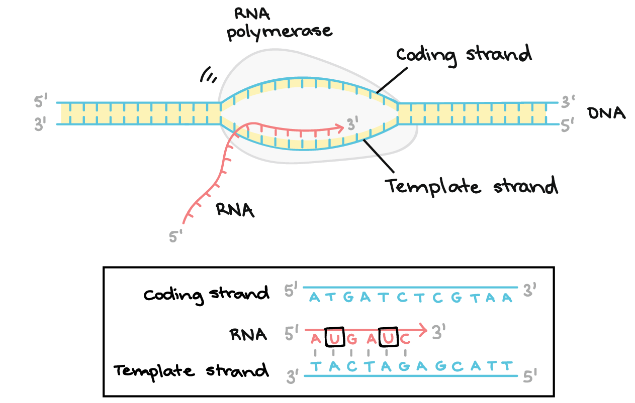 <p>Template strand (non-coding strand) - complementary to the mRNA strand, runs from 3’ to 5’</p><p>Coding strand (called the complementary strand) - complementary to template strand, identical to mRNA (T instead of U), 5’ to 3’</p>