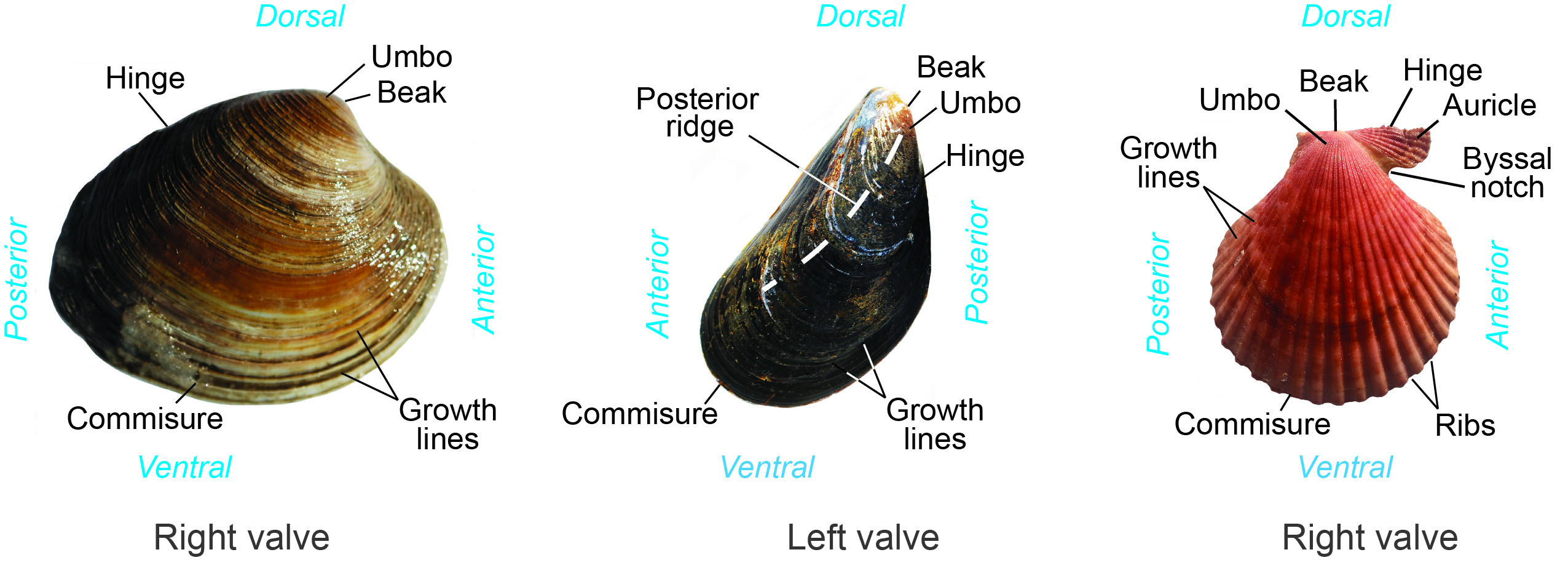 <p><span>backward (dorsal)-narrowing, raised projection of the valve above the hinge line</span></p>