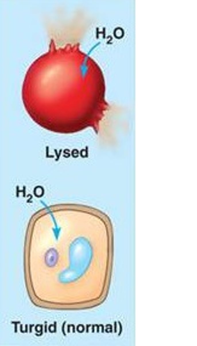 <p>when a cell is immersed in a low solute concentrated solution, water enters the cell faster than it leaves, it swells and lyses (explodes) like an overfilled water balloon.</p>