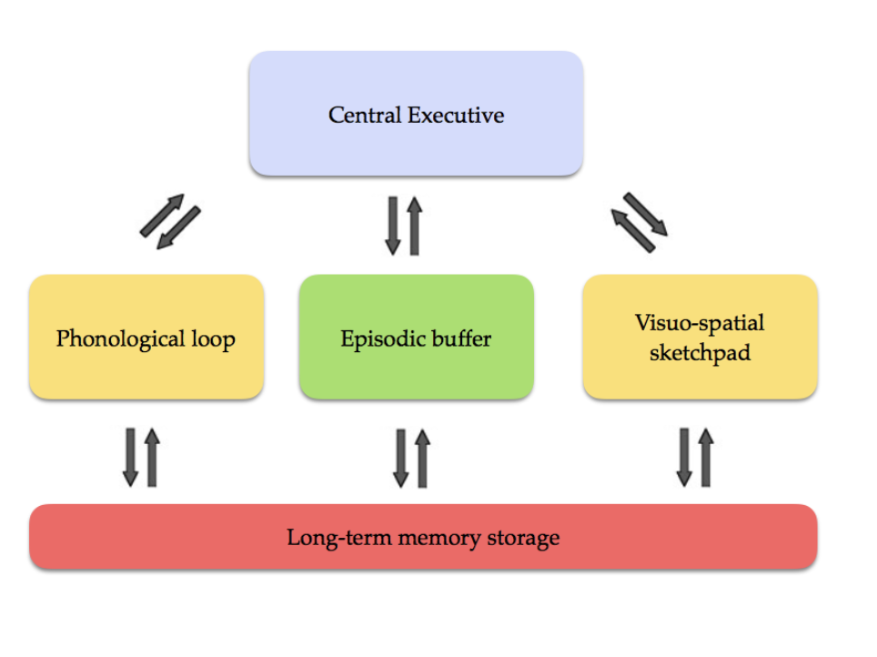 <ul><li><p><span>argues that STM is not a single store - instead there are different stores for visual and auditory processing</span></p></li><li><p><span>suggested that working memory should be seen as a kind of mental workspace, which provides a temporary platform to hold relevant information for use in any cognitive task.&nbsp;</span></p></li><li><p><span>Once the task is completed, the information can quickly disappear and make space for a new round of information processing.</span></p></li><li><p><span>We cannot multitask efficiently if both tasks involve the same store (audio <strong>or </strong>visual)</span></p></li><li><p><span>We multitask better if the tasks involve different stores (audio <strong>and </strong>visual)</span></p></li><li><p><span><strong>central executive</strong></span></p><ul><li><p><span>an attention control system that monitors and coordinates the operations of the subordinate components</span></p></li><li><p><span>has the capacity to focus attention, divide attention between two or more sources, or switch attention between tasks</span></p></li><li><p><span>limited capacity -&nbsp; cannot attend to a lot of things at the same time</span></p></li><li><p><span>most important job of the central executive is attention control.&nbsp; This happens in two ways.</span></p><ul><li><p><span><strong>automatic level:</strong> based on habits that rely on schemas in LTM and controlled more or less automatically by stimuli from the environment (includes routine actions such as cycling to school and places only limited demand on attention)</span></p></li><li><p><span><strong>supervisory attention level:</strong> deals with planning and decision making. It creates new strategies when the old ones are no longer sufficient. It is also active in emergency situations - for example, when a car is suddenly coming at you when you are cycling. The system is also involved in situations that require self-regulation such as trying to avoid eating that lovely chocolate dessert when you are trying to eat a more healthy diet.</span></p></li></ul></li></ul></li><li><p><span><strong>phonological loop</strong> - the auditory component of STM is divided into two components:</span></p><ul><li><p><span><strong>articulatory control system </strong>(inner voice) can hold information in a verbal form. This happens when you try to remember a telephone number and repeat it to yourself. The articulatory loop<strong> </strong>is also believed to hold words ready for cognitive tasks, for example as you prepare to speak.</span></p></li></ul></li><li><p><span><strong>phonological store </strong>(inner ear) holds auditory memory traces. Research shows that a memory trace can only last from 1.5 to 2 seconds if it is not rehearsed by the articulatory control system. The phonological store can receive information directly from sensory memory in the form of auditory material, from LTM in the form of verbal information, and from the articulatory control system.</span></p></li></ul><ul><li><p><span><strong>visuospatial sketchpad</strong></span></p><ul><li><p><span>visual component of STM&nbsp; (inner eye)</span></p></li><li><p><span>a temporary store for visual and spatial information from either sensory memory or LTM</span></p></li><li><p><span>Visual processing includes storage and manipulation of visual patterns and spatial movements in two or three dimensions</span></p></li><li><p><span>helps us remember not only what visual information is important, but also where it is</span></p></li><li><p><span>important when we have to find our way around the house and when trying to remember where we left our phone</span></p></li></ul></li><li><p><span><strong>episodic buffer</strong></span></p><ul><li><p><span>If all this information is being processed in separate short-term memory stores, how are we actually able to be consciously aware of the world around us?&nbsp;</span></p></li><li><p><span>This buffer temporarily holds several sources of information (auditory, visual, and info from LTM) active at the same time, while we consider what is needed in the present situation</span></p></li><li><p><span>When consciously trying to recall the details of a landscape or the sound of a favorite band while telling somebody else about it, the buffer acts as a temporary and passive display store (like a TV screen) until the information is needed, but has limited capacity</span></p></li></ul></li></ul><p></p>