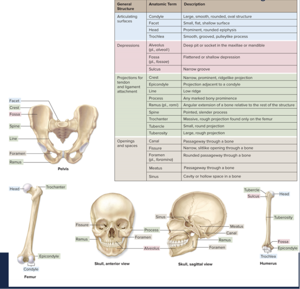 <p>they are the bumps, grooves, and hole on bones</p><p>landmarks (markings) are used for muscle attachment, passageways for blood vessel and nerves, support, and movement (joints)</p>