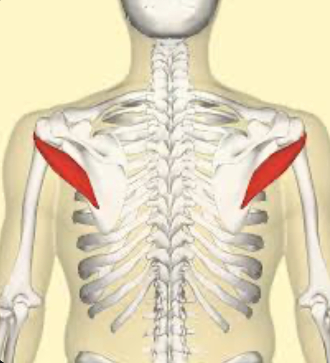 <p>List the three actions of teres major.</p>
