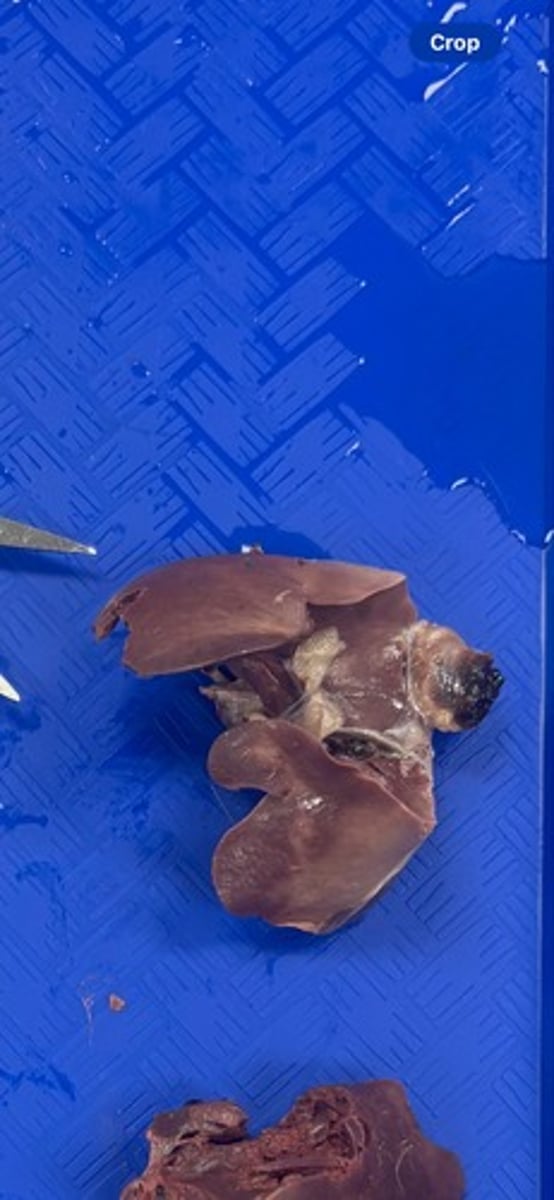 <p>Structure and animal</p>