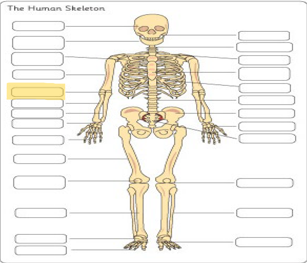 <p>What is this Bone?</p>