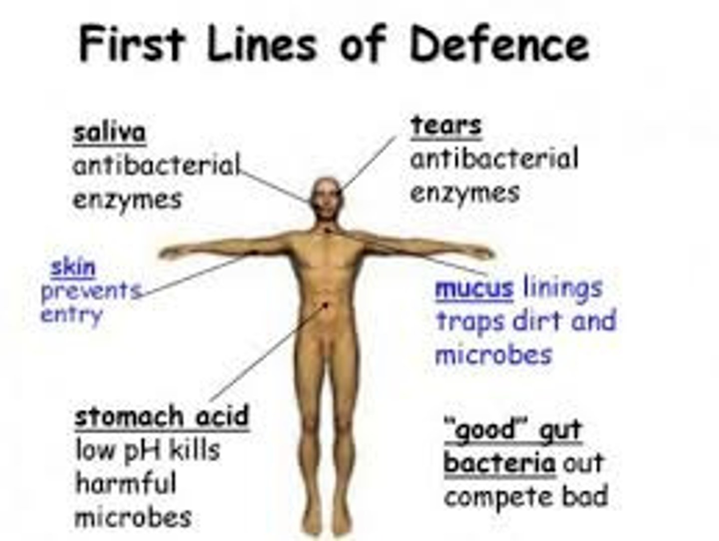 <p>skin: secretions, perspiration, fatty acids (lysozyme in saliva, tears, etc.) and ; cilia and mucous found in the mucous membranes trap and remove infectious particles;</p>