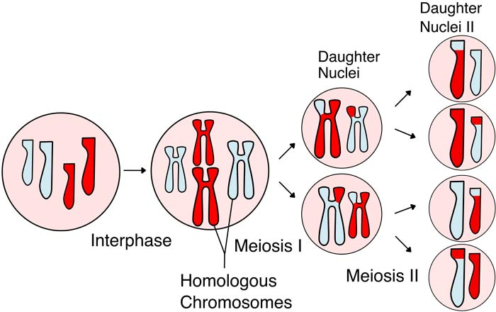 <p>Produces haploid gametes and breaks up parental allele combinations.</p><p><span style="background-color: transparent;"><span>[In order to maintain the correct number of chromosomes in each generation, </span><strong><span>there must be a reduction in the number of chromosomes in the forming of eggs and sperm</span></strong><span> - halving from diploid to haploid.&nbsp; Meiosis is known as “reduction division” because it reduces the number of chromosomes in the daughter cells by half compared to the starting cell (D2.1.9).&nbsp;]</span></span></p>