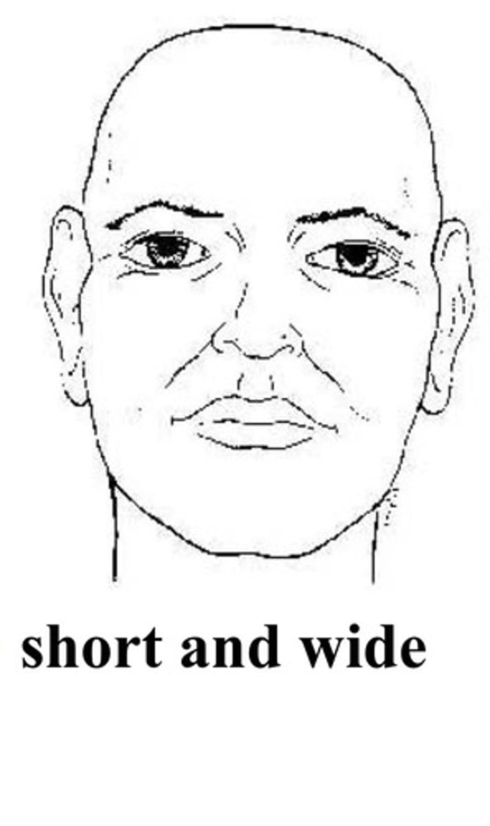 <p>For this head form, the face is more broad, but somewhat less protrusive.</p>